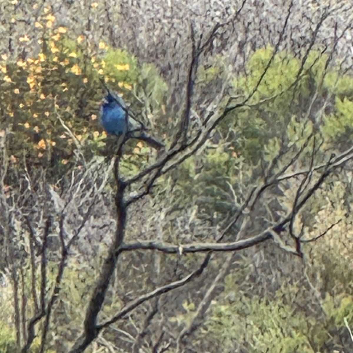 Indigo Bunting - ML639419390