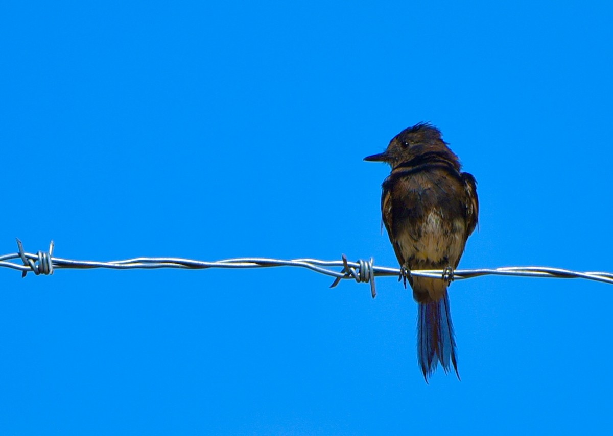Black Phoebe (Northern) - ML639419407