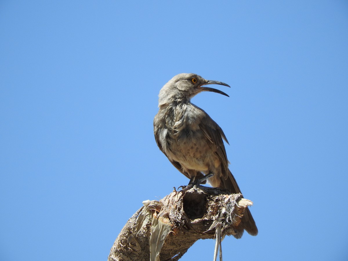 Curve-billed Thrasher - ML63941941