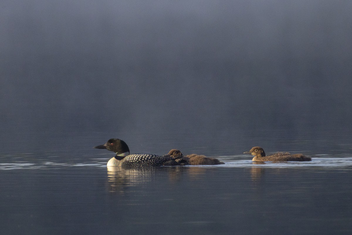Common Loon - ML639419511