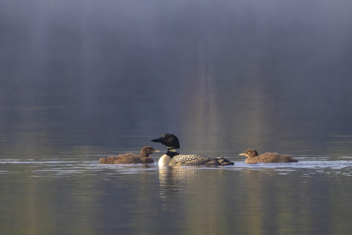 Common Loon - ML639419512