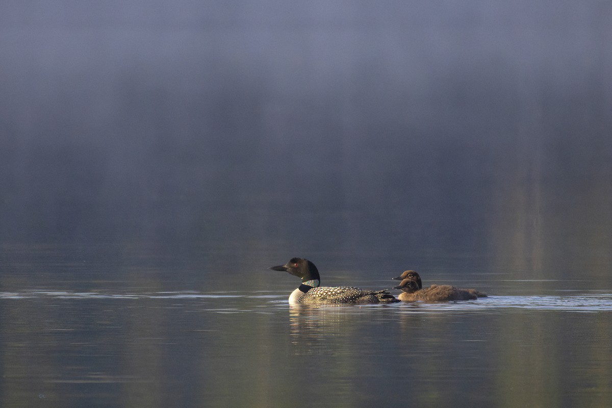 Common Loon - ML639419513