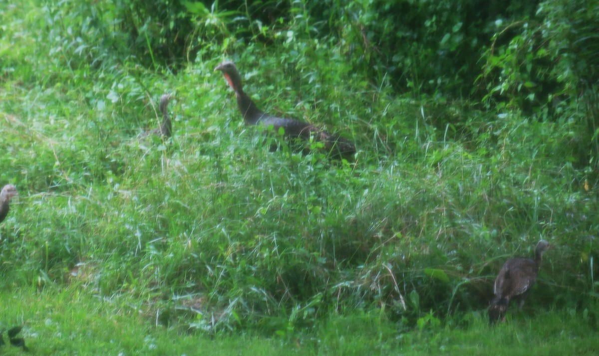 Wild Turkey - ML639419514