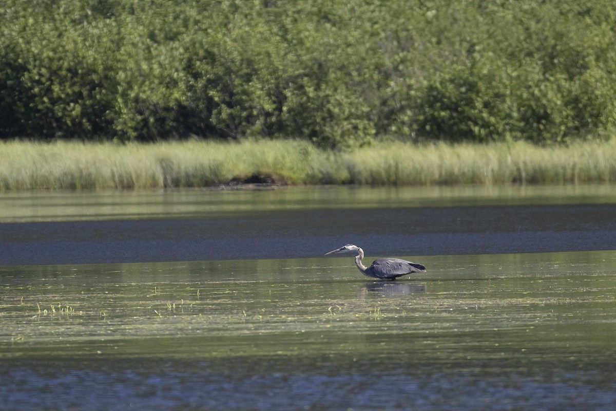 Great Blue Heron - ML639419520