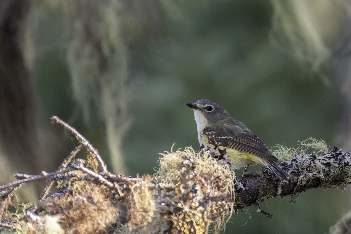 Blue-headed Vireo - ML639419527