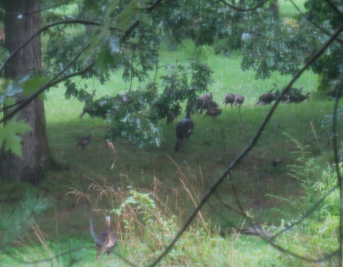 Wild Turkey - ML639419532