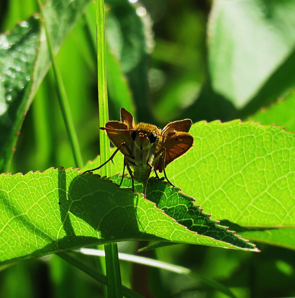 Animals - ML639419550