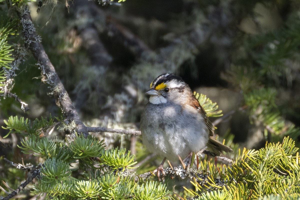 White-throated Sparrow - ML639419592