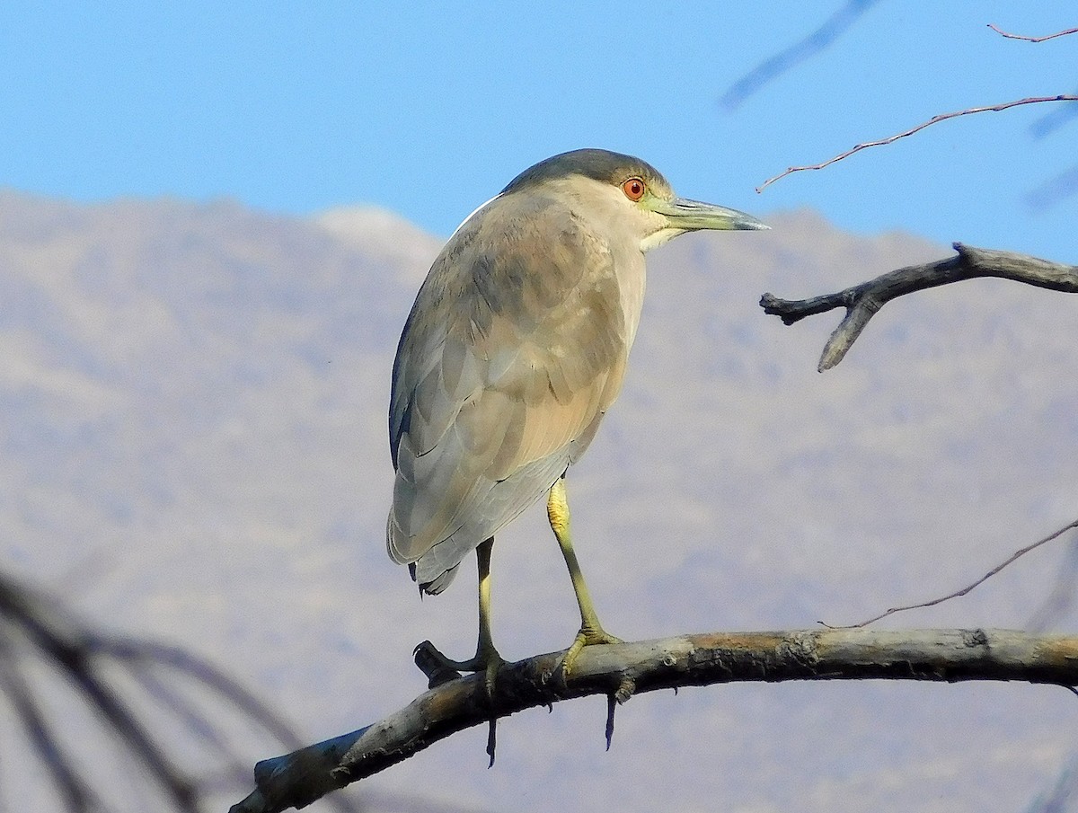 Black-crowned Night Heron - ML639419617