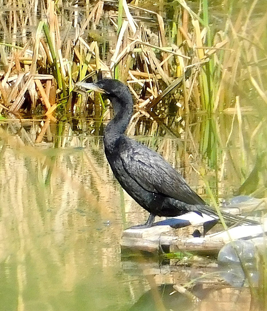 Neotropic Cormorant - ML639419662