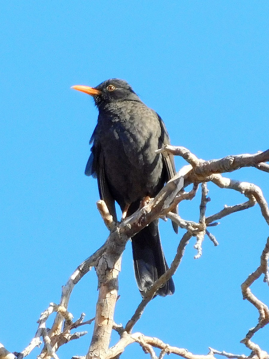 Chiguanco Thrush - ML639419716