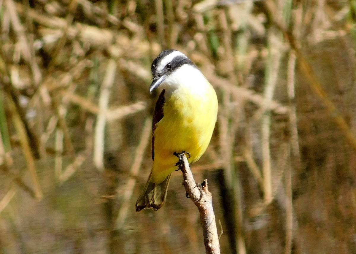 Great Kiskadee - ML639419759
