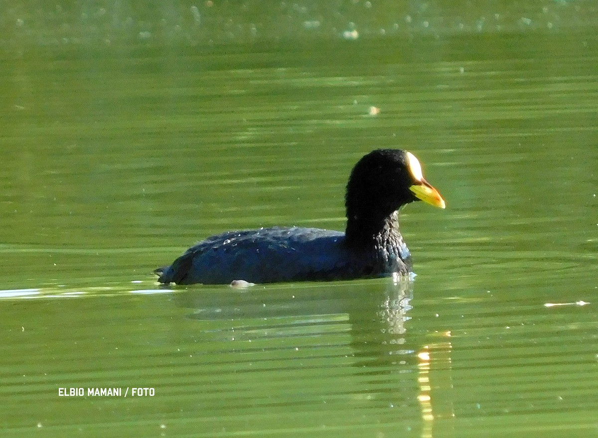 Red-gartered Coot - ML639419816