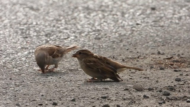 House Sparrow - ML639419841