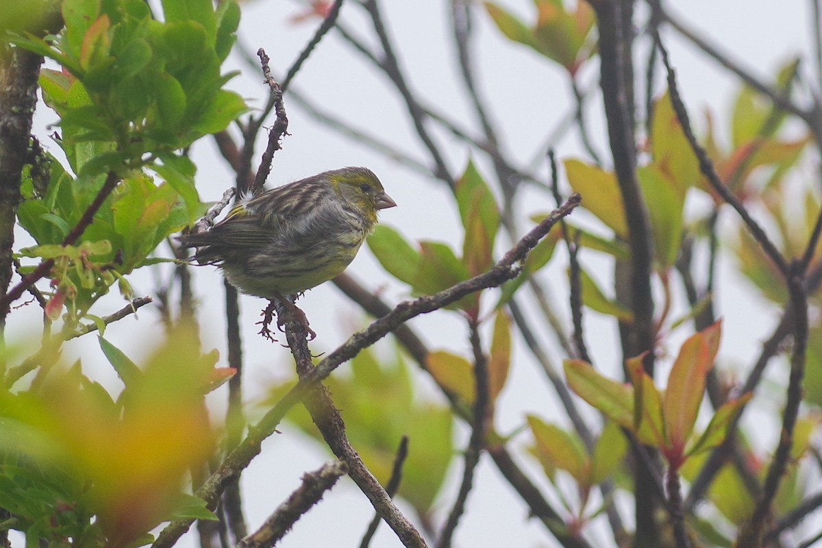 Island Canary - ML639419862