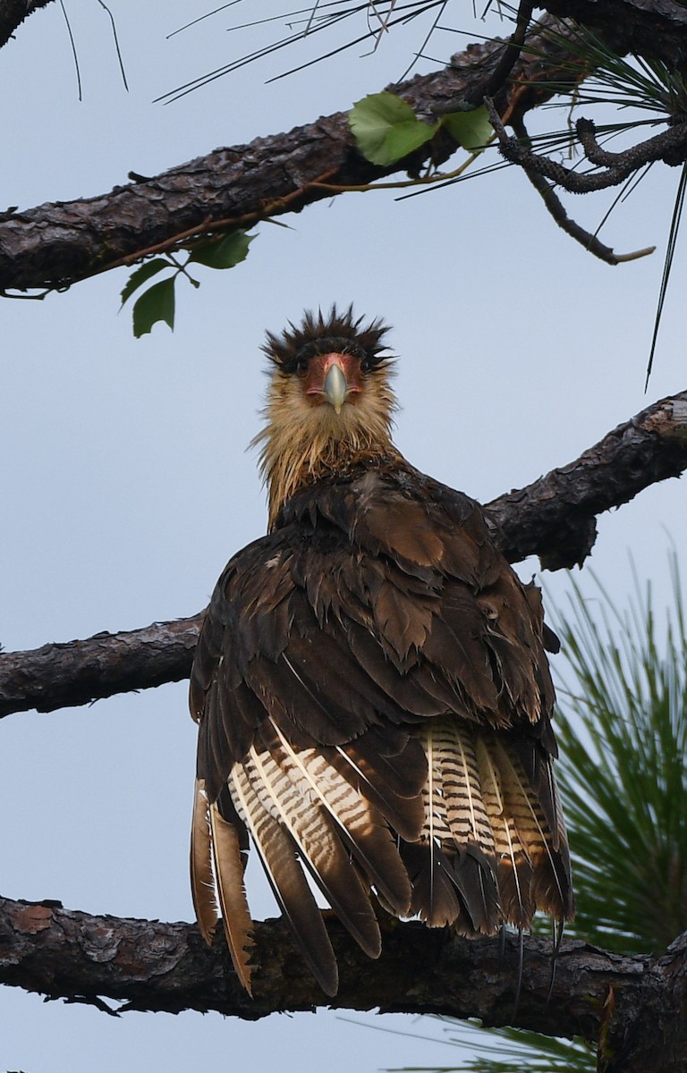 Crested Caracara - ML639419868