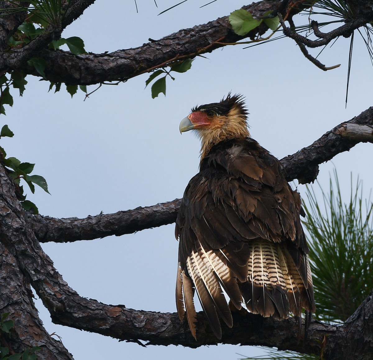 Crested Caracara - ML639419869