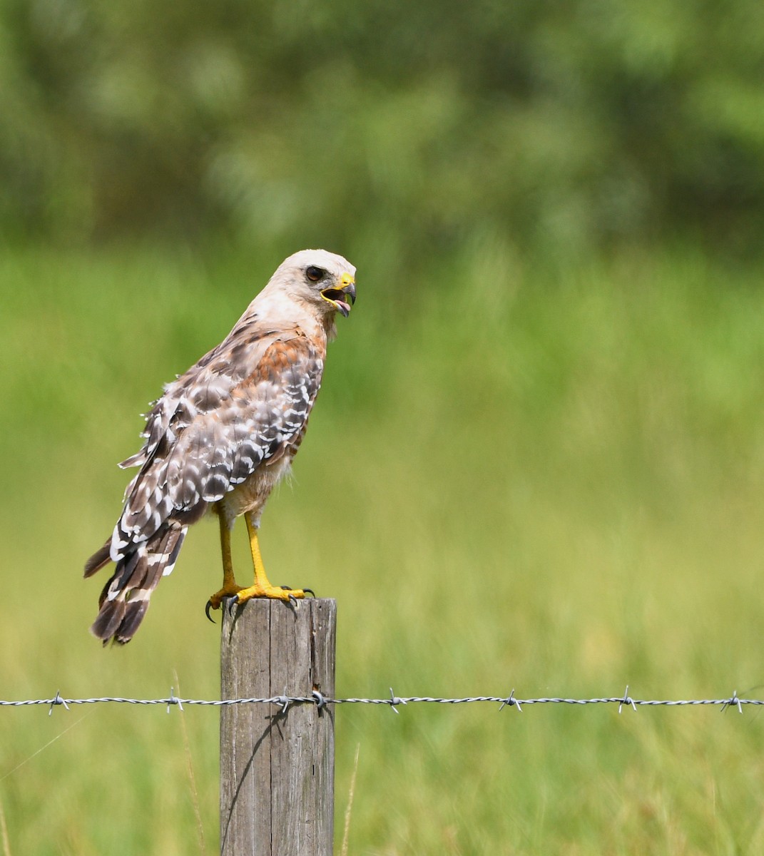 Red-shouldered Hawk - ML639419871