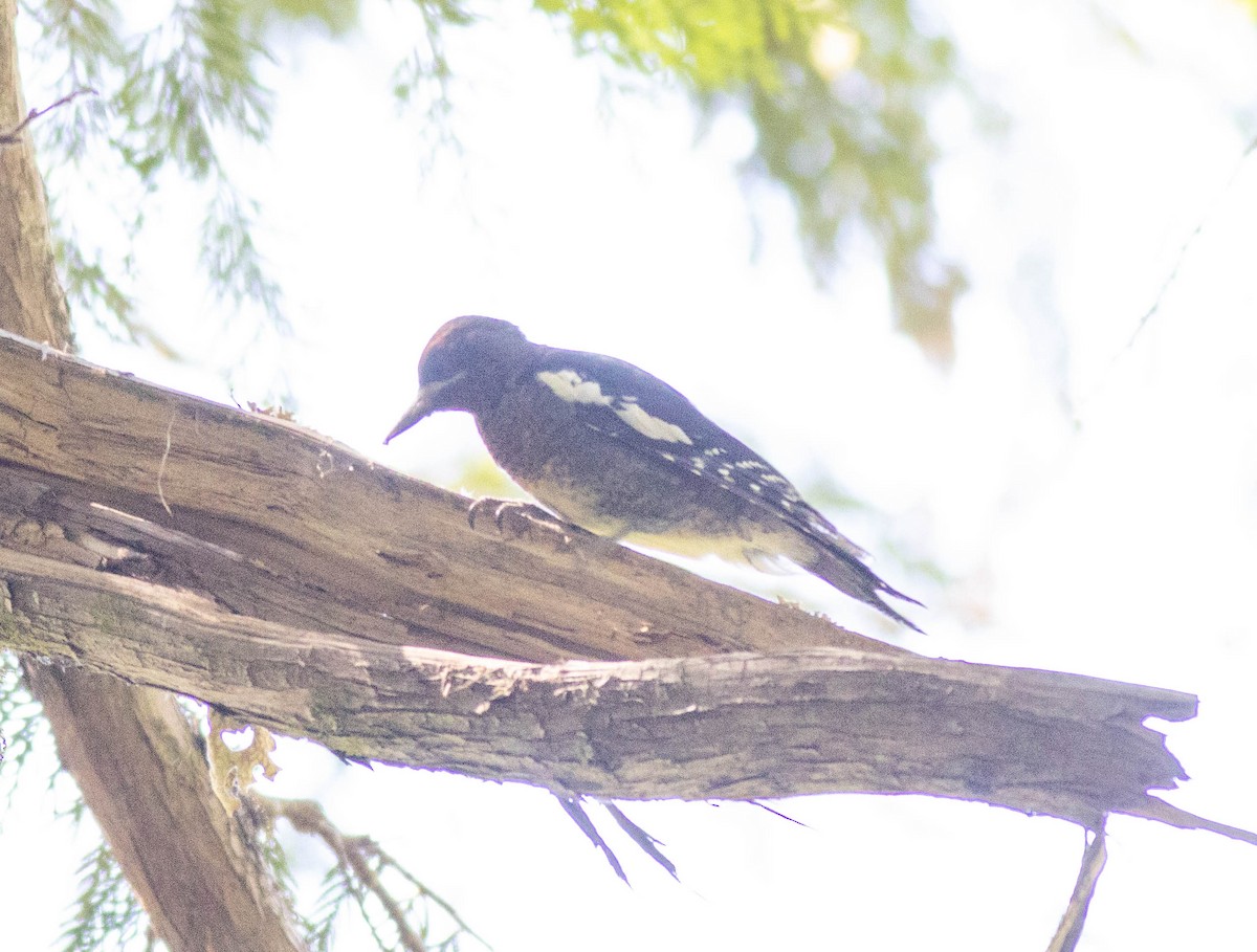 ムネアカシルスイキツツキ - ML639419884