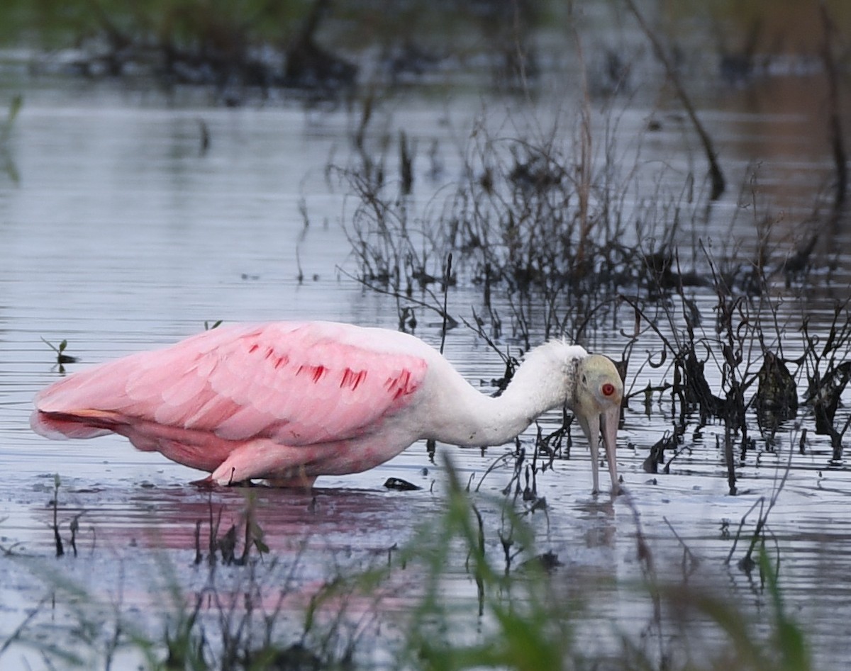 Roseate Spoonbill - ML639419891