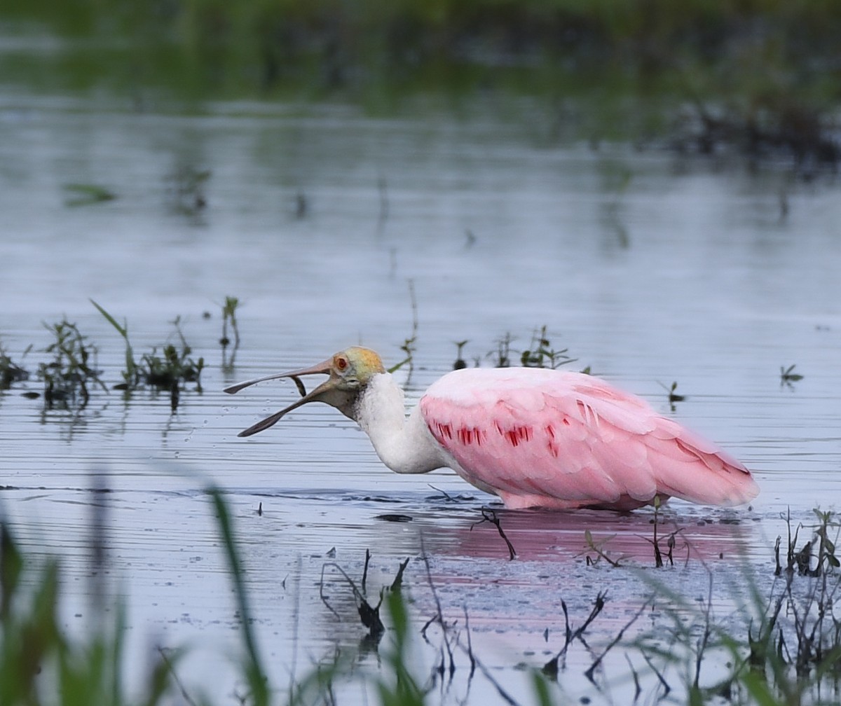 Roseate Spoonbill - ML639419892