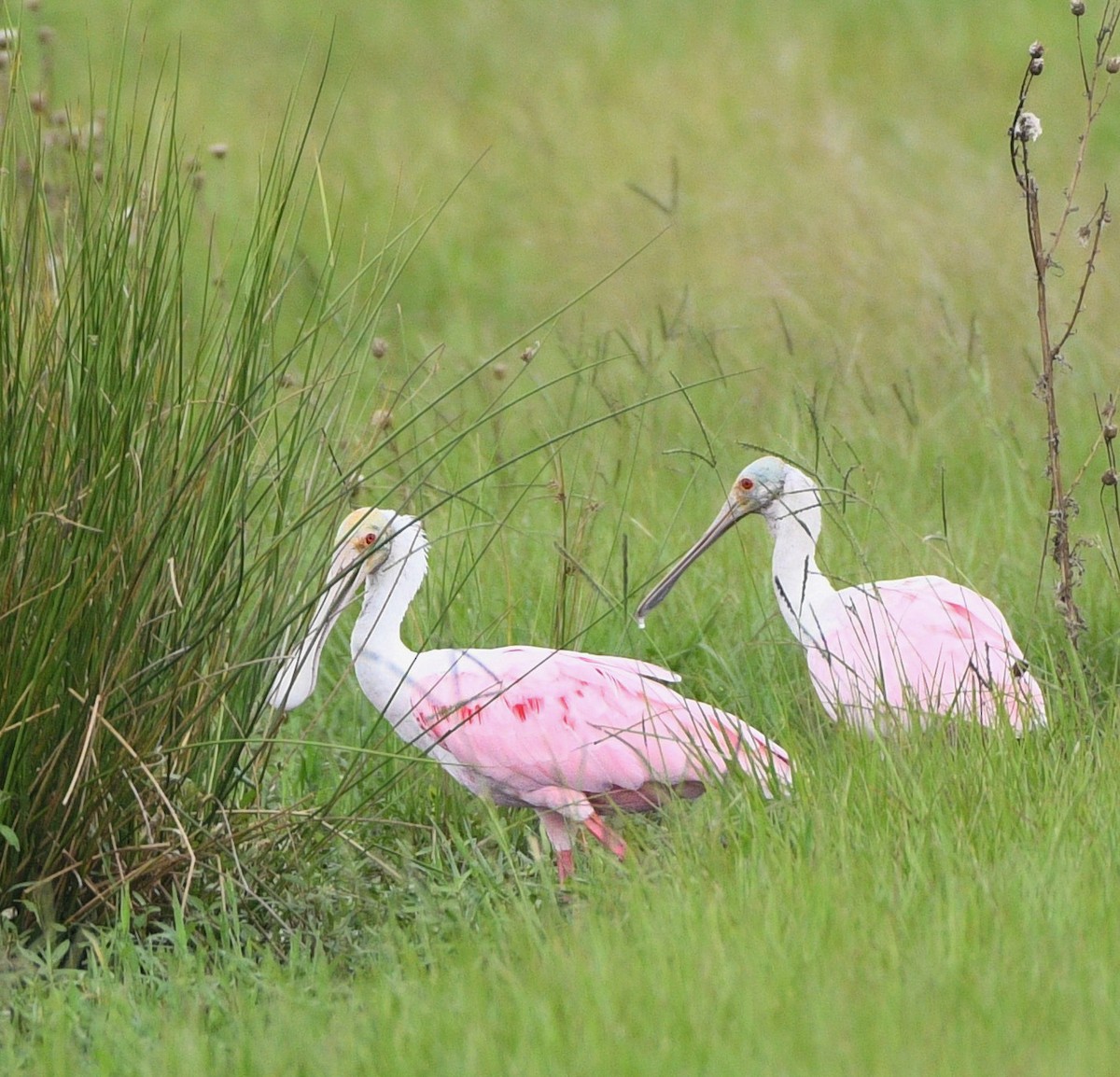 Roseate Spoonbill - ML639419893