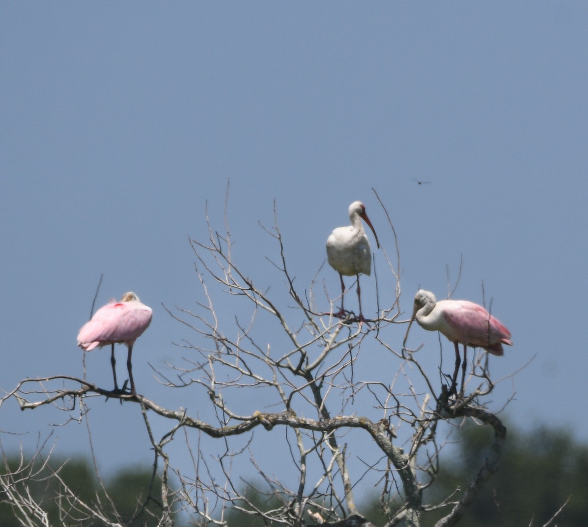 Roseate Spoonbill - ML639419894