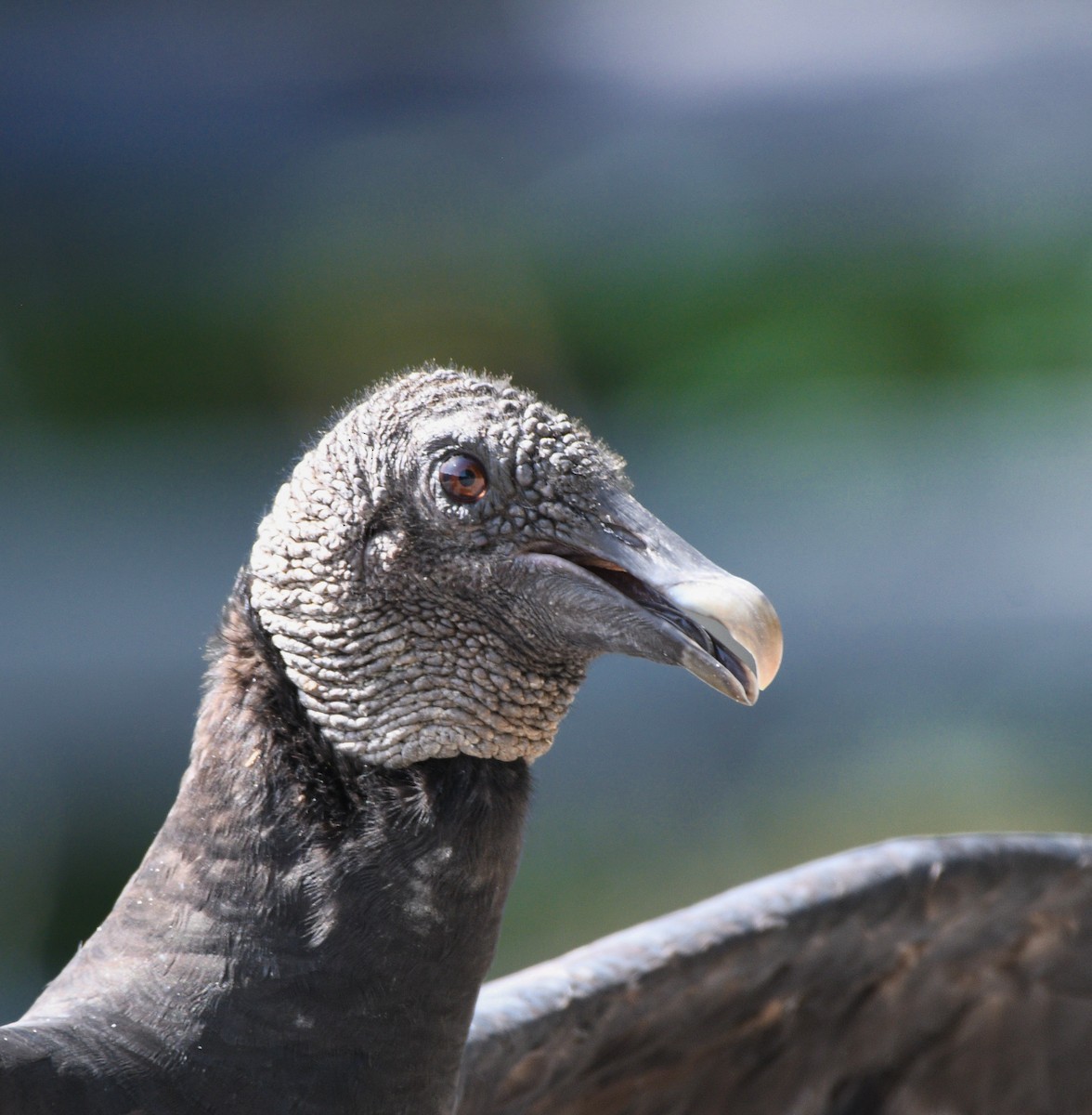 Black Vulture - ML639419919