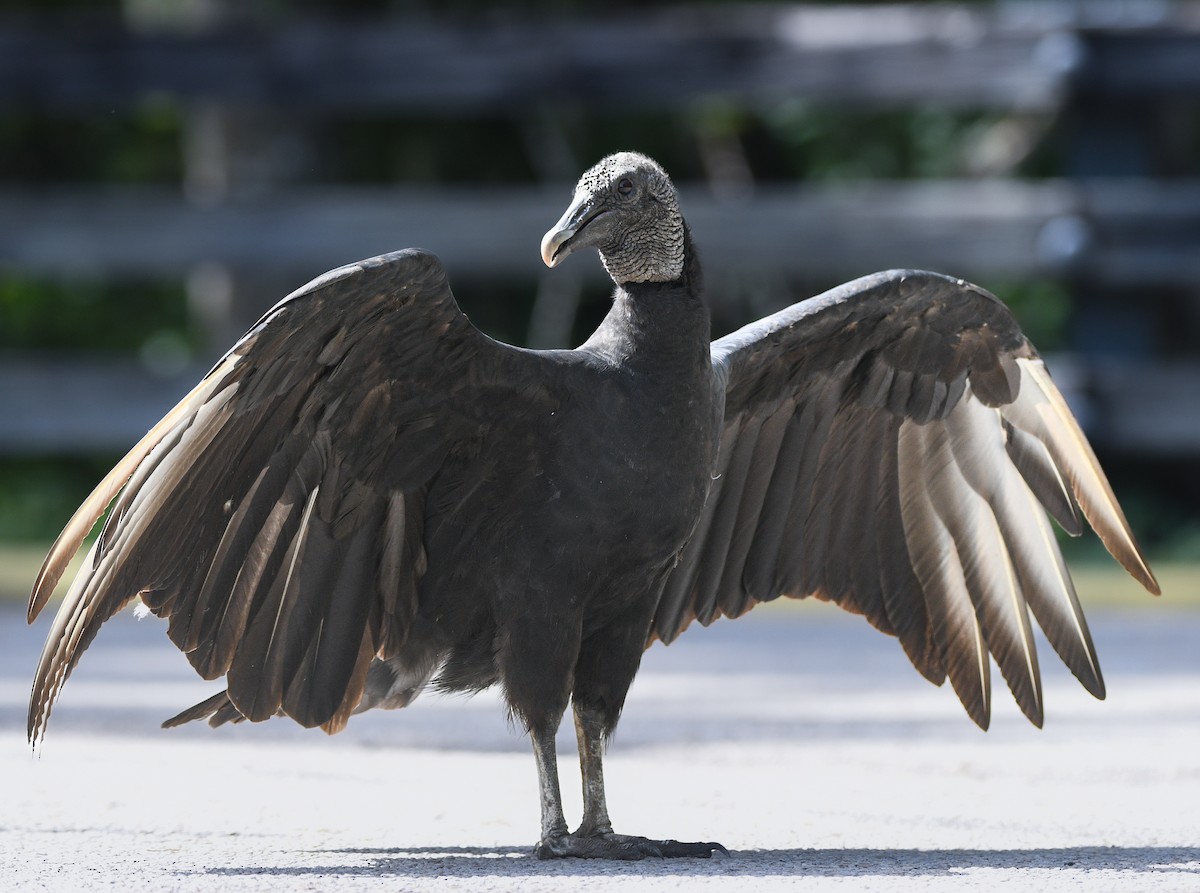 Black Vulture - ML639419920