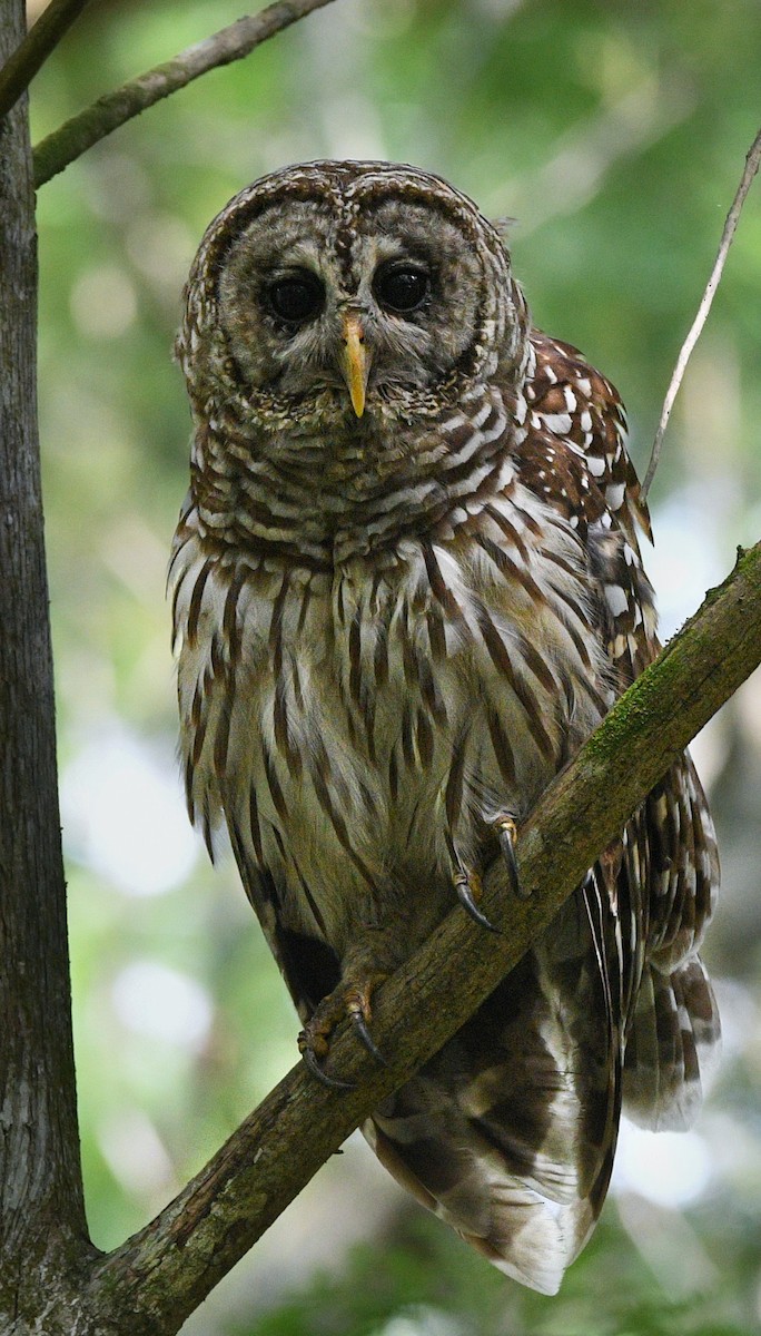 Barred Owl - ML639419936