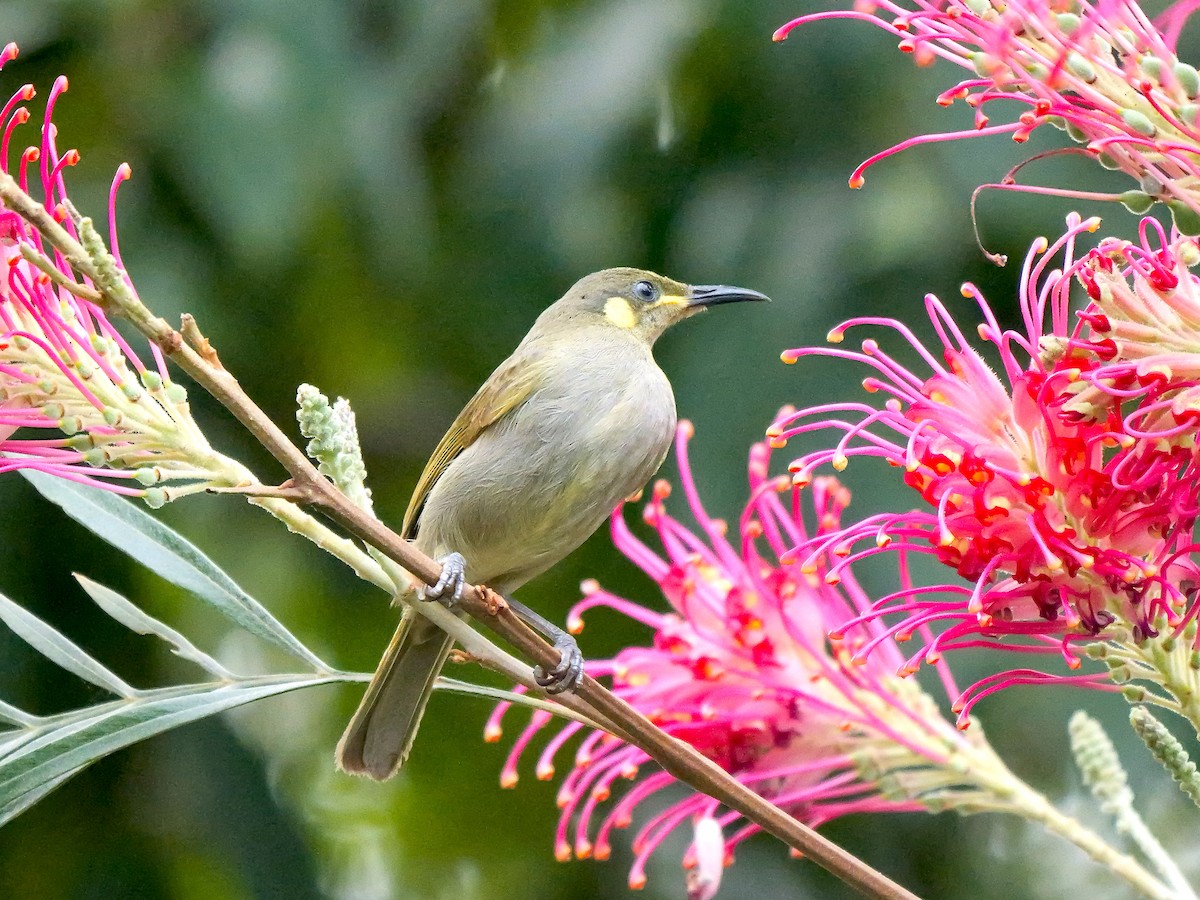 Cryptic Honeyeater - ML639420008
