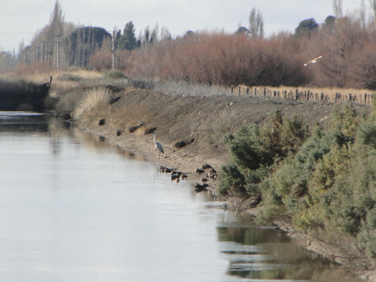 Cocoi Heron - ML639420048