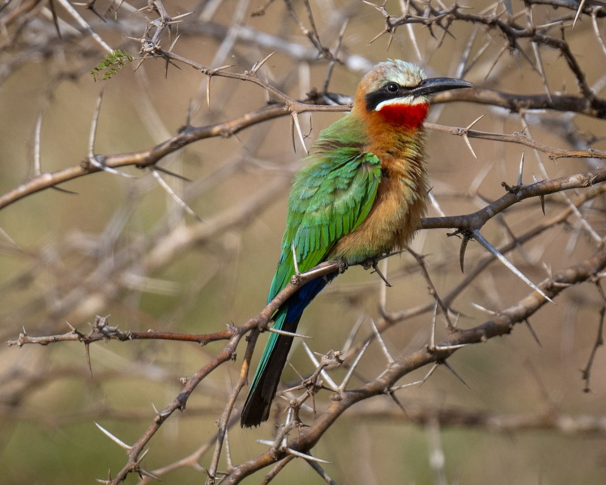 White-fronted Bee-eater - ML639420059