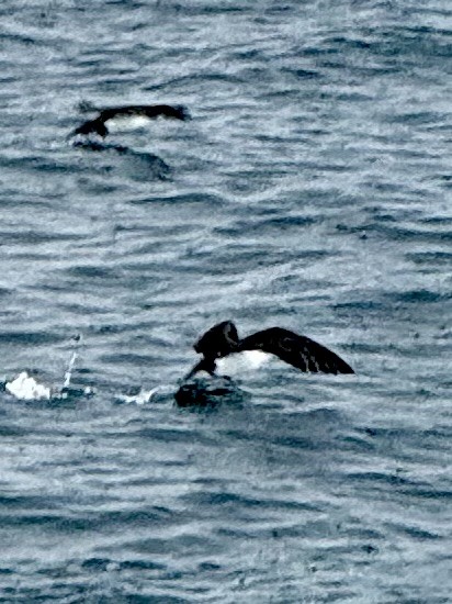 Manx Shearwater - ML639420125