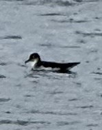 Manx Shearwater - ML639420128