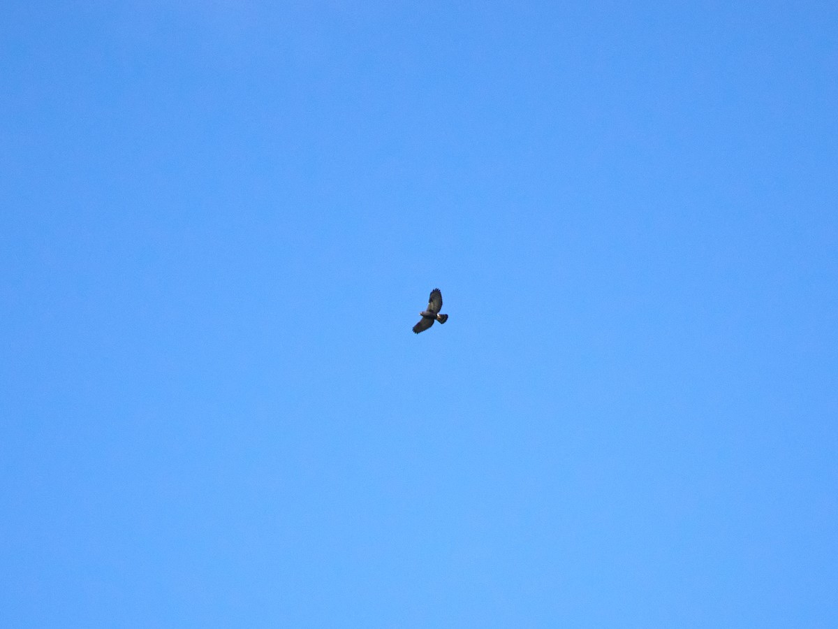 White-rumped Hawk - ML639420336