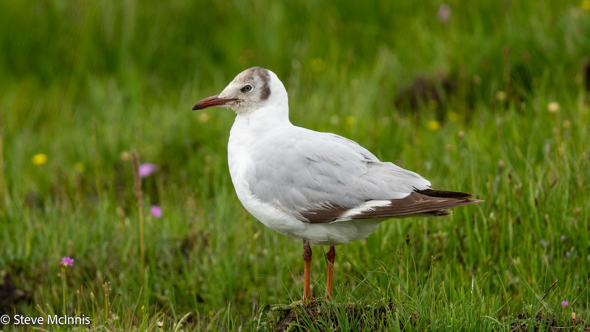 Brown-headed Gull - ML639420383