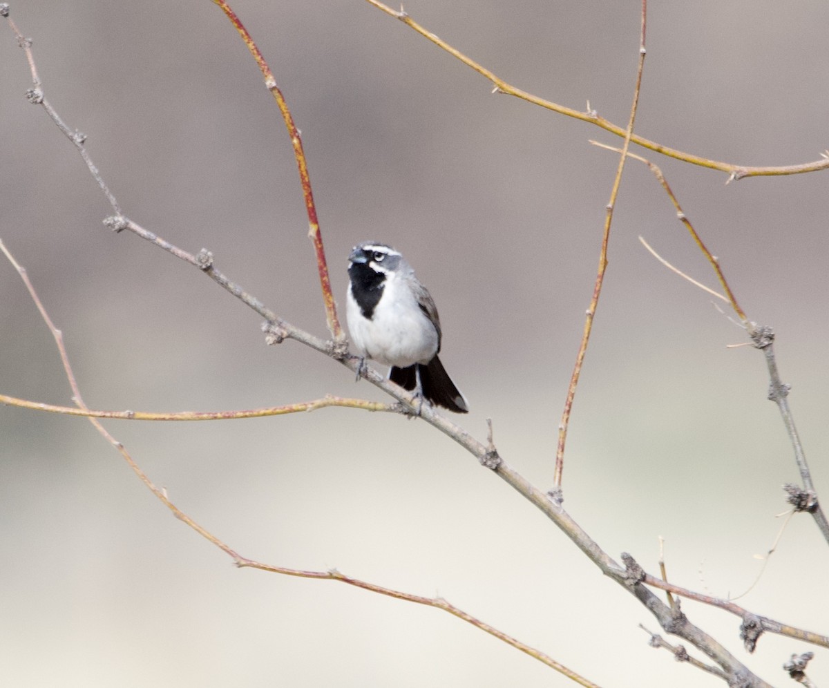 Black-throated Sparrow - ML639420393