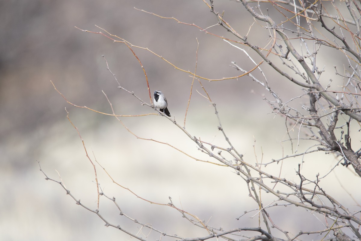 Black-throated Sparrow - ML639420394