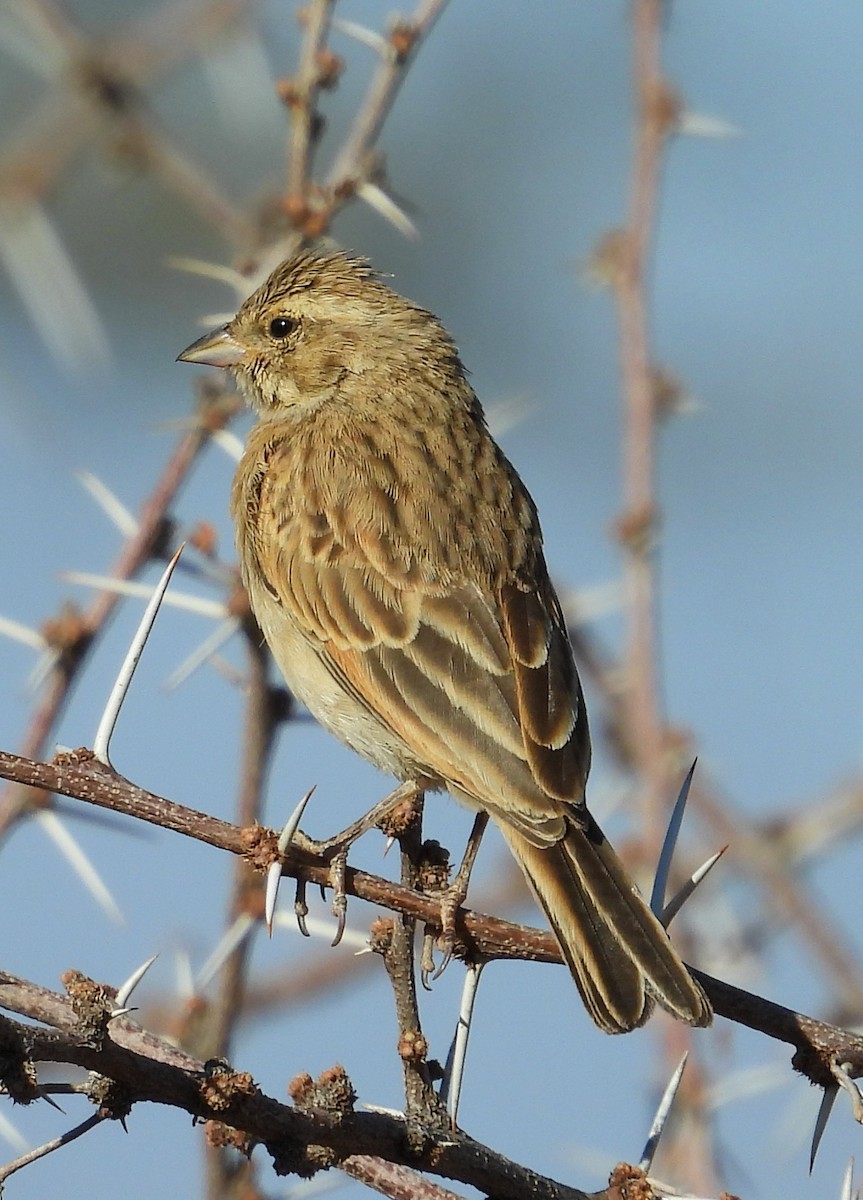 Lark-like Bunting - ML639420459