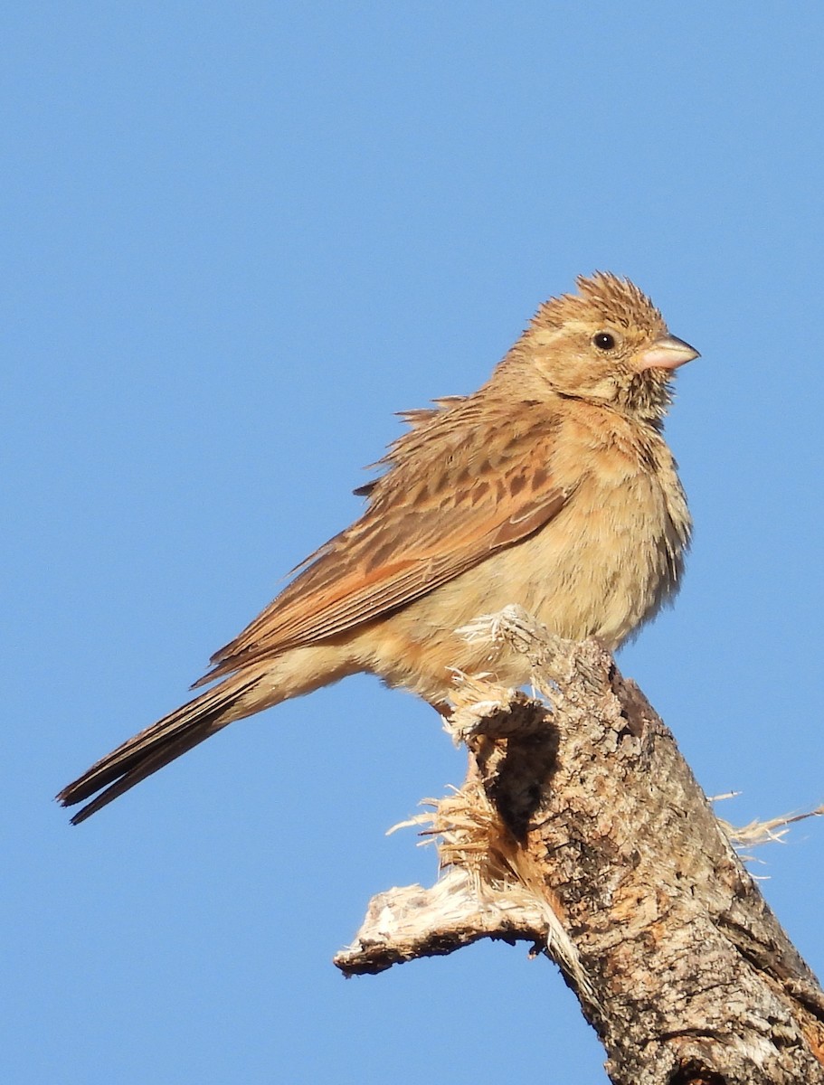 Lark-like Bunting - ML639420460