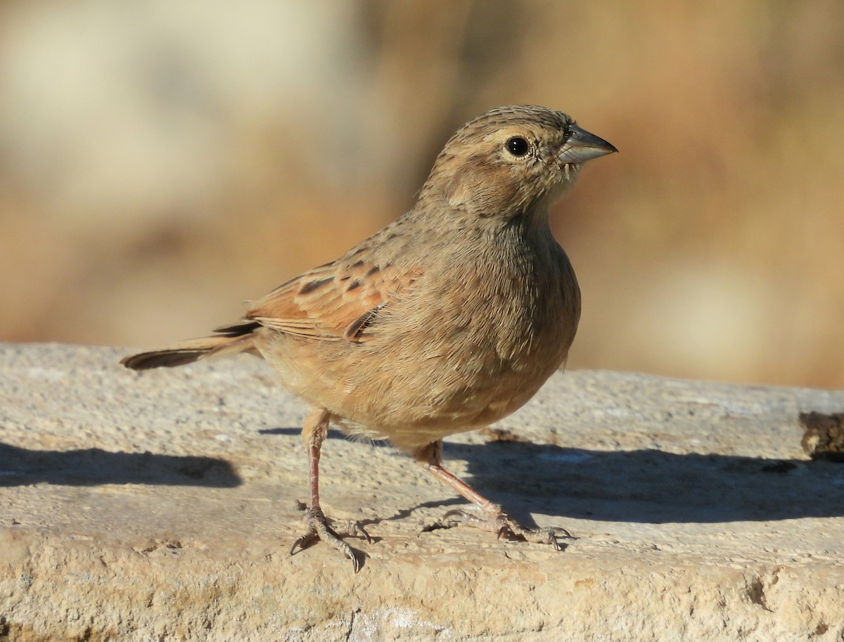 Lark-like Bunting - ML639420461