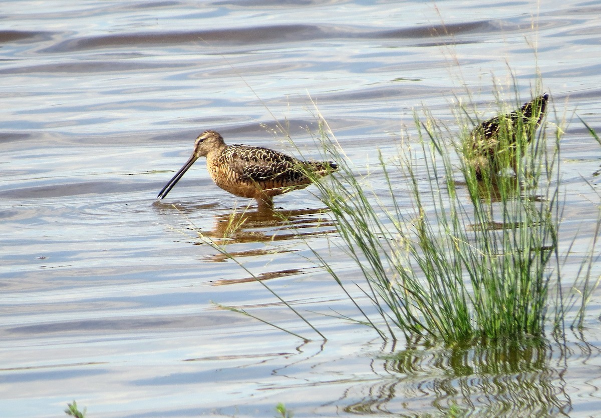Хараалжин цууцил - ML639420526