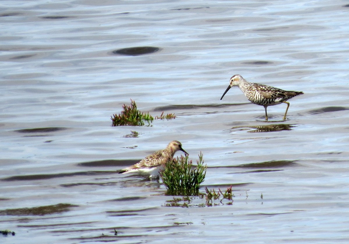 Stilt Sandpiper - ML639420539