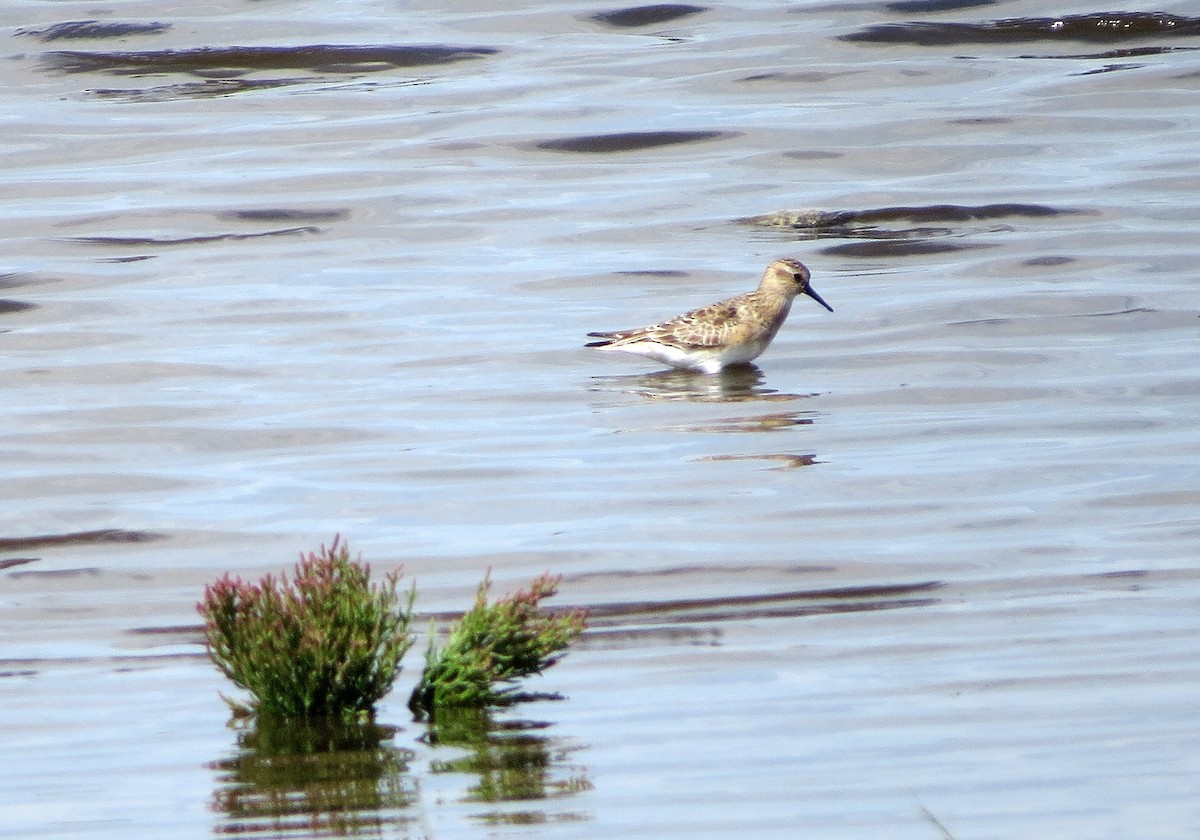 Байрдийн элсэг - ML639420550