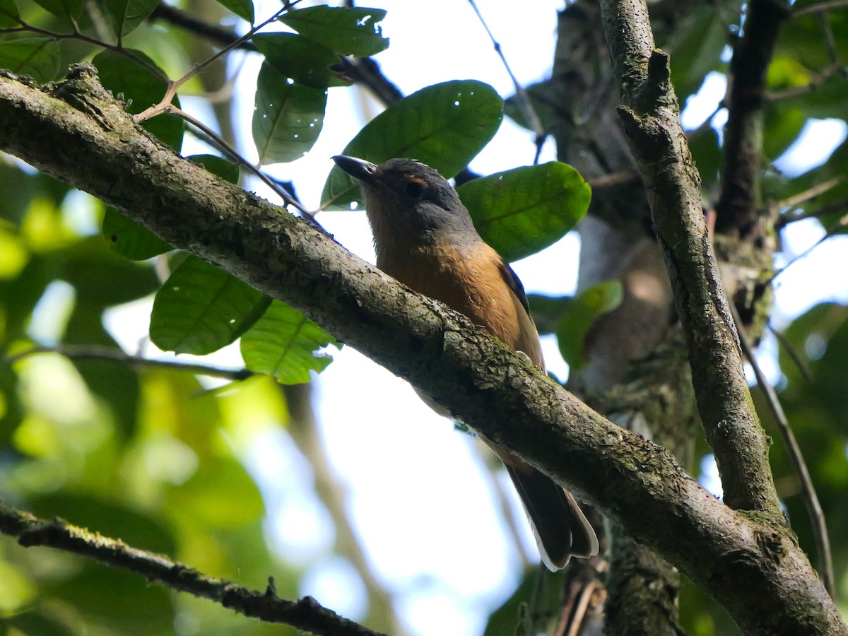 Bower's Shrikethrush - ML639420553