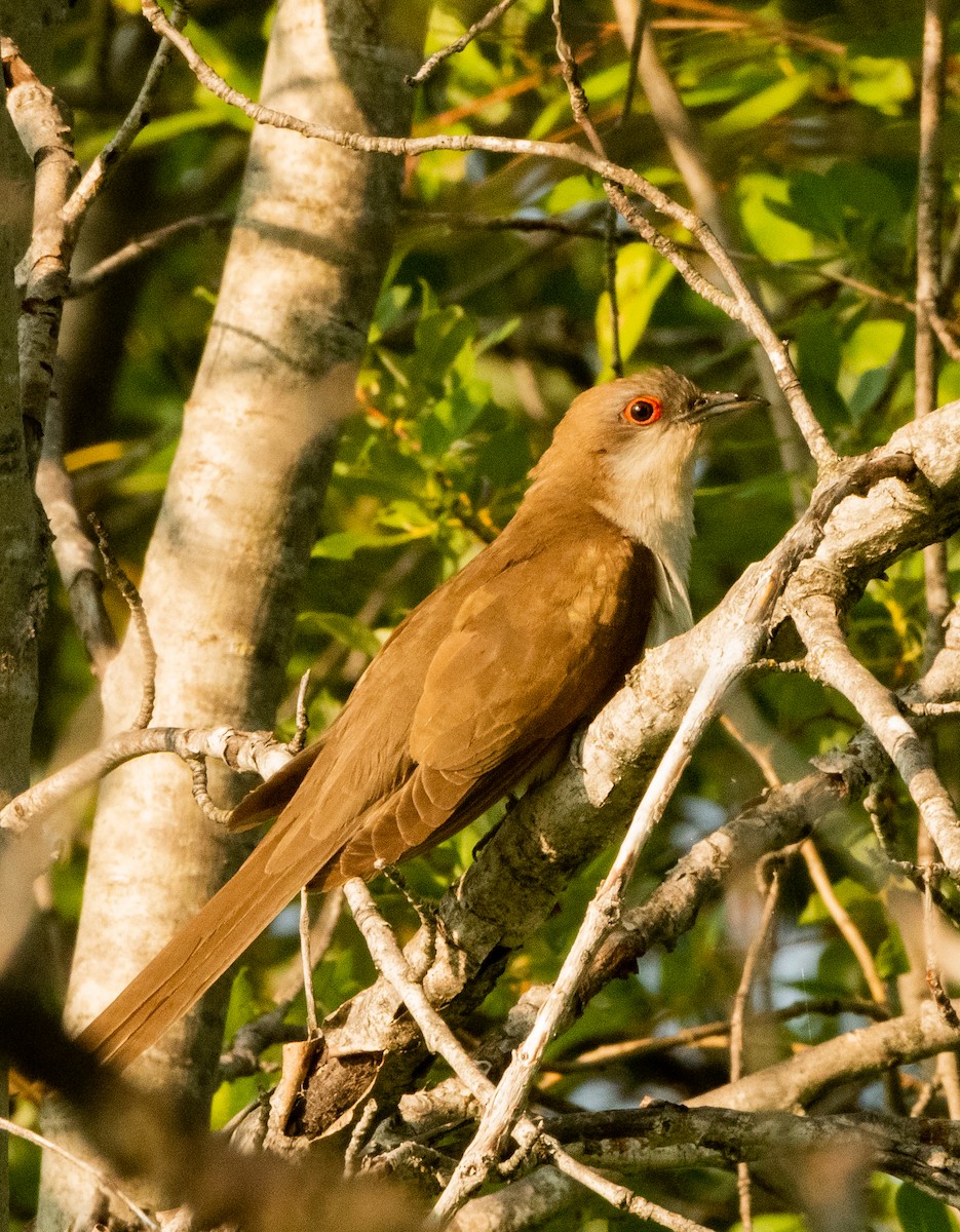 Black-billed Cuckoo - ML639420572