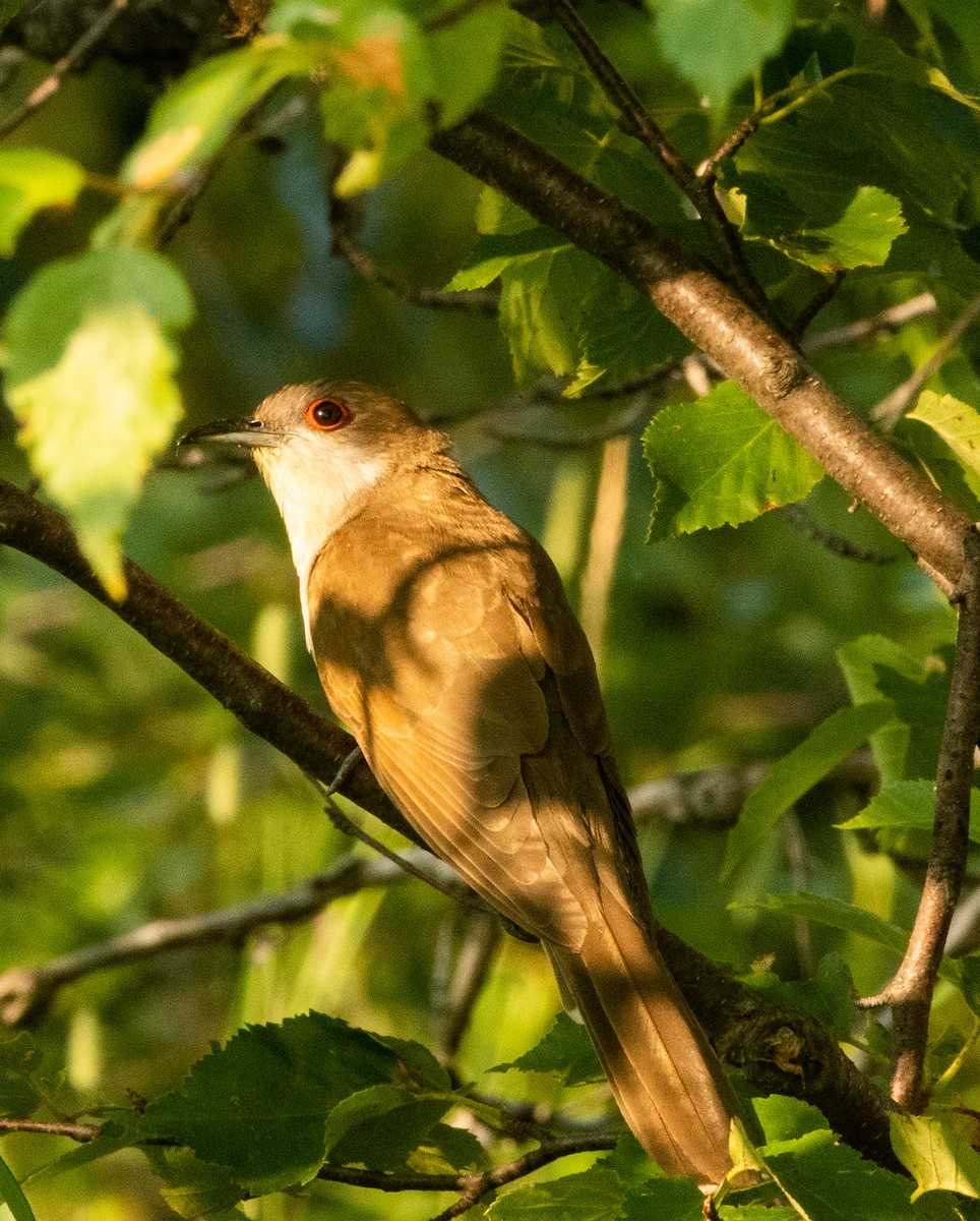 Black-billed Cuckoo - ML639420573