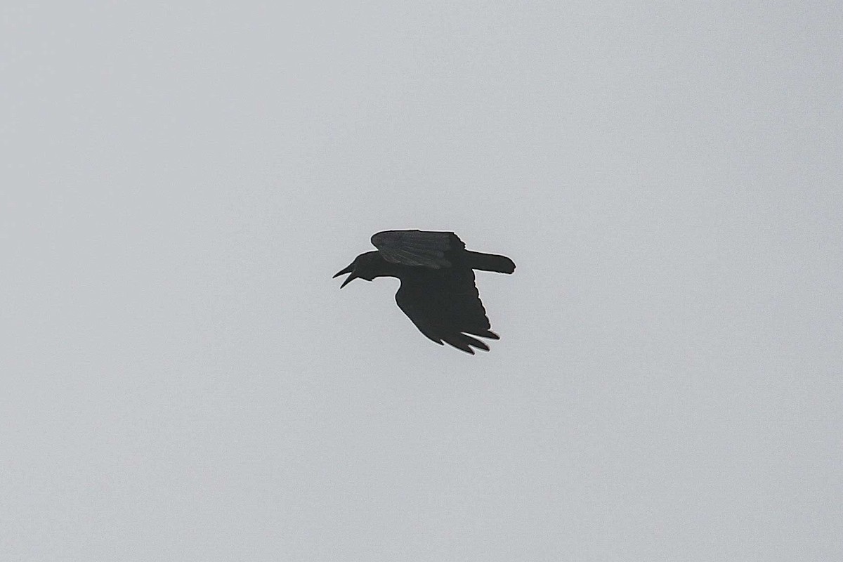 Sunda Crow - ML639420604