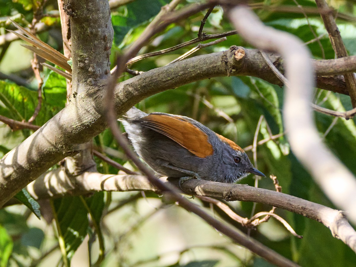 Apurimac Spinetail - ML639420653